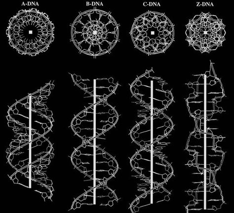 “Typical side views of regular helical structures of A, B, C and Z DNA, including top views showing sacred geometry of DNA. ” Flower Of Life Pattern, Sacred Geometry Patterns, Sacred Geometry Symbols, Sacred Geometry Tattoo, Geometry Tattoo, Sacred Geometric, Geometry Shape, Sacred Geometry Art, Spirit Science