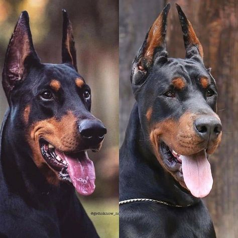 Doberman Training, European Doberman, Doberman Pinscher Dog, Doberman Dogs, Puppy Care, Doberman Pinscher, Cute Animal Photos, Pug Dog, Service Dogs