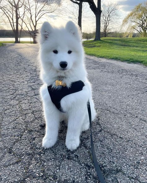 “Okay, I sit. Can we walk now, hooman?” White Samoyed Puppies, Saymond Dogs, Miniature Samoyed, Samoyed Aesthetic, Siberian Samoyed, Puppies Samoyed, Big White Dog, White Husky Puppy, White Samoyed