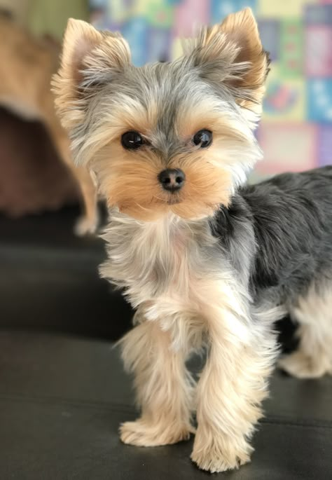 Yorkie Puppy Haircuts, Toy Yorkie, Yorkie Haircuts, Biewer Yorkie, Teacup Yorkie Puppy, Yorkie Terrier, Super Cute Puppies, Yorkie Dogs, Yorkshire Terrier Puppies