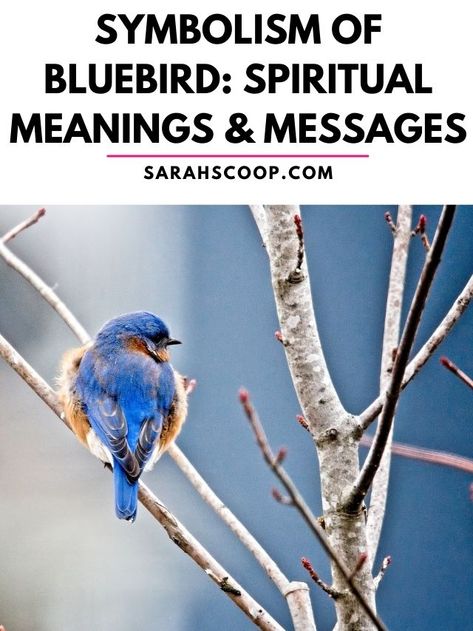 Meaning Of Blue, Different Cultures, Spiritual Meaning, Bluebird, Blue Bird, Meant To Be, Spirituality, History