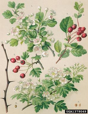 smooth hawthorn, Crataegus laevigata  (Rosales: Rosaceae) - 1379049 Hawthorn Botanical Illustration, Blackthorn Tattoo, Hawthorn Drawing, Hawthorne Tattoo, Botany Drawings, Hawthorn Tattoo, Common Hawthorn, Crataegus Laevigata, Hawthorne Flower