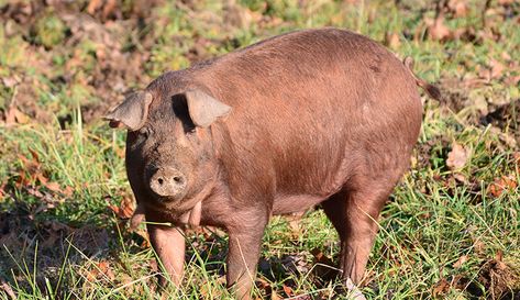 When it comes to raising pigs, sunshine and open air makes all the difference. Small Farm Animals, Pastured Pigs, Manure Management, Hog Farm, Miniature Farm, Standardbred Horse, American Saddlebred Horses, Animal Magazines, Raising Pigs