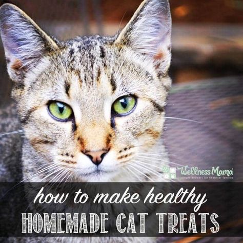 Homemade Cat Treats, Homemade Cat Treats Recipes, Homemade Cat Food, Purebred Cats, Wellness Mama, Cats Photos, Homemade Cat, Healthy Cat, Cat Treat Recipes