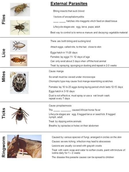 External Parasites Flies Lice Mites Ticks Ringworm> Types Of Microorganisms, External Parasites, Wood Tick, Vet Science, Types Of Ticks, Liver Fluke, Veterinary Nursing, Vet Tech School, College Teaching