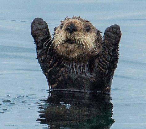 Sea Otters, Otters, Swimming, Water