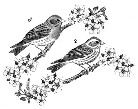 finch tattoo House Finch Tattoo, Finch Bird Tattoo, Finch Tattoo, Green Finch, Finch Bird, House Finch, Arm Tats, Finches Bird, Bird Tattoo