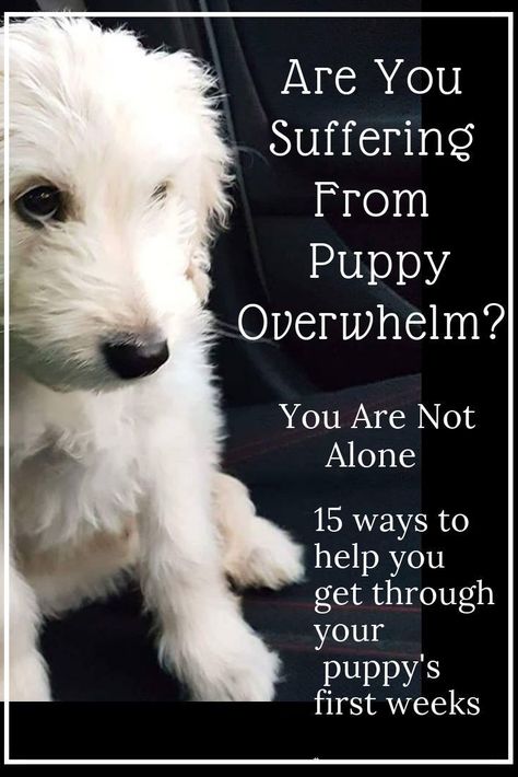 Lou Dog, Dog Minding, Puppies Tips, Easiest Dogs To Train, Puppy Training Tips, Dog Care Tips, Crate Training, Training Your Puppy, Puppy Care