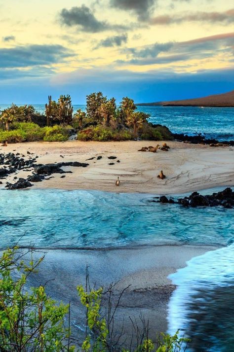 The Galapagos Islands, whose official name is the Colón Archipelago, are located in the Pacific Ocean about a thousand kilometers from the coast of South America and are part of the territory of Ecuador

Edited by AirBrush.


#Galapagos #travel #aesthetictravel #beautifulplaces #traveling #iPhoneWallpaper #wallpaper #wallpaperiphone #aestheticwallpaper #backgrounds #filter #airbrush #retouch Galopogos Islands, Galapos Islands, Galapogas Islands, Galapagos Islands Aesthetic, Islas Galapagos Ecuador, Galapagos Islands Photography, Travel Visionboard, Trips For Couples, Travel Ecuador