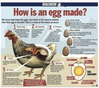 Found on iFunny Chicken Anatomy, Chickens Farm, Chicken Raising, Best Egg Laying Chickens, Laying Chickens, Chicken Care, Backyard Chicken Farming, Chicken Ideas, Chicken Life