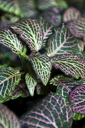 Mosaic Plant - Fittonia verschaffeltii pearcei 'Juanita' Mosaic Plant, Psychoactive Plants, Nerve Plant, Snake Plant Care, Plant Care Houseplant, Trailing Plants, House Plant Care, Indoor Gardening, Small Leaf