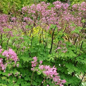 Plant Breeding, Song Sparrow, Smart Garden, Border Plants, Meadow Rue, Peonies Garden, Wildflower Garden, Herbaceous Perennials, Buy Plants