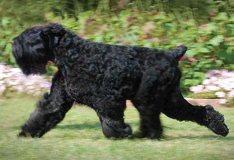 Black Russian Terriera well-bred and socialized Black Russian Terrier is loving toward his family yet reserved around strangers. Highly intelligent, he learns easily and remembers information (good or bad) for a long time. They require regular brushing and daily exercise. Russian Dog Breeds, Russian Dogs, Dog Car Travel, Russian Terrier, Black Russian Terrier, Akc Breeds, Black Russian, Giant Schnauzer, Group Of Dogs