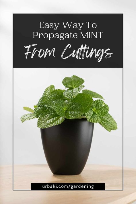 Today, we are beyond thrilled to share a fantastic and straightforward method for expanding your mint collection – propagating mint from cuttings. If you're anything like us and find yourself irresistibly drawn to the allure of fresh, aromatic mint, then this propagation technique is not just a game-changer; it's a delightful revelation. So, without further ado, let's set the stage for our minty journey. Grab your gardening gloves, take a deep breath, and join us as we step into the exciting... Propagating Mint, Propagate Mint, Plant Growth Stages, Mint Plant, Mint Plants, Plant Information, Gardening Gloves, Just A Game, Take A Deep Breath