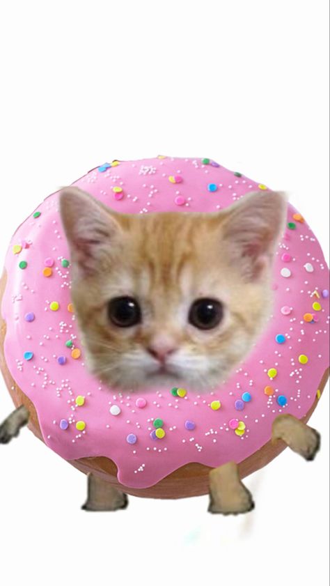 Cute cat, yummy Cat Doughnut, Cat Croissant, Donut Cat Crochet Pattern, Donut Cat, Donut Meme Funny, Hamsters, Cute Cat, Quick Saves