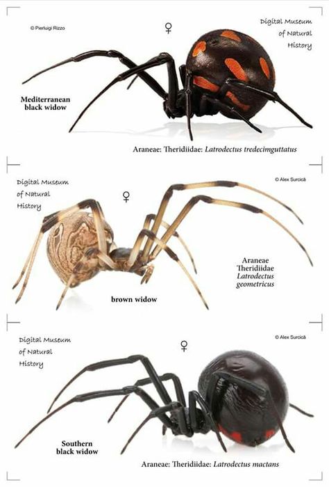 The Widows Spider Identification Chart, Spider Identification, Insect Anatomy, Carlisle Pennsylvania, Arachnids Spiders, Types Of Spiders, Spider Species, Cool Bugs, Digital Museum