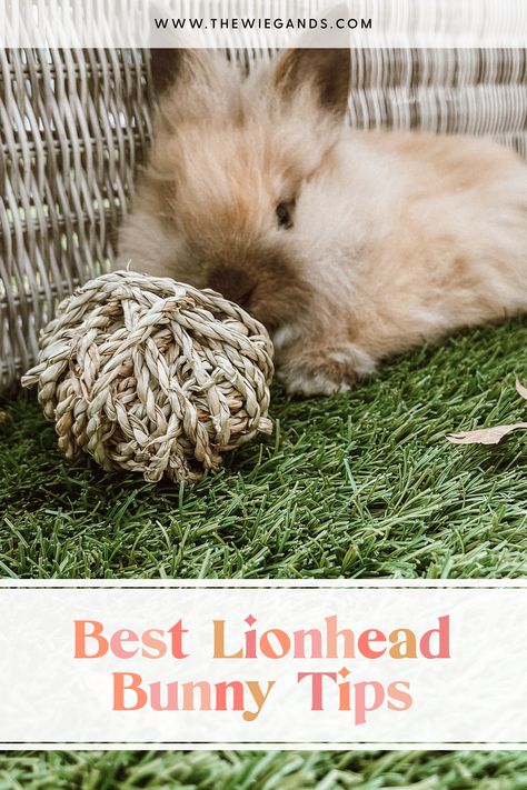 We love our lionhead bunny!! If you have been thinking about adding one to your family, but are unsure where to begin you have come to the right place. I am sharing our best tips for lionhead bunny care! Lion Head Rabbit Care, Lion Head Bunny, Lion Head Rabbit, Lion Main, Hutch Plans, Rabbit Hutch Plans, Bunny Care Tips, Lionhead Bunny, Bunny Home