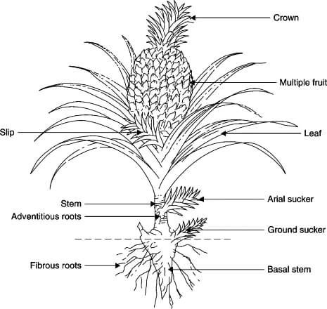 What to Do with Pineapple Plant After Harvest What To Do With Pineapple, Pineapple Plant Care, Growing Celery, Biology Plants, Pineapple Plant, Growing Pineapple, Pineapple Planting, Planting Pot, Skeletal System