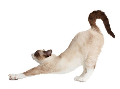 What is Pandiculation? - Somatic Movement Center Best Cat Breeds, Snowshoe Cat, Animal Movement, Cat Stretching, Cat Background, Cat Reference, Arte Van Gogh, Types Of Cats, Cat Stands