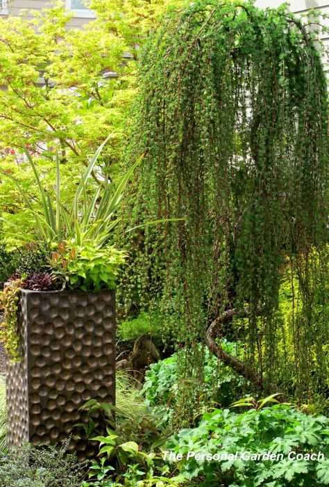 http://personalgardencoach.wordpress.com/2012/04/29/focal-point-trees/ #Container #garden #conifer Weeping Blue Atlas Cedar Landscapes, Weeping Larch, Weeping Conifers, Angel Pine Tree 7 Ft, Weeping Hemlock, Weeping Serbian Spruce, Weeping Trees, Larch Tree, Conifers Garden