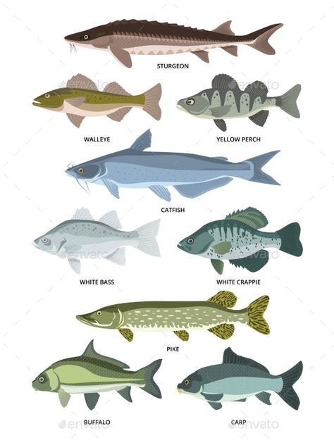 Vector collection of different kinds of freshwater fish. Fresh aquatic fish, sturgeon and walleye, perch and crappie illustration River Fish Illustration, Aquatic Background, Dog Paw Print Art, Ancient Fish, Paw Print Art, Sturgeon Fish, Pike Fish, River Fish, Designer Drawing