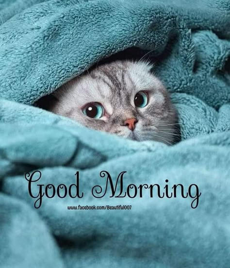 Good Morning Hugs, Good Morning Cute, Good Morning Animals, Good Morning Christmas, Good Morning Cat, Good Night Cat, Good Morning Hug, Good Morning Wishes Gif, Morning Cat