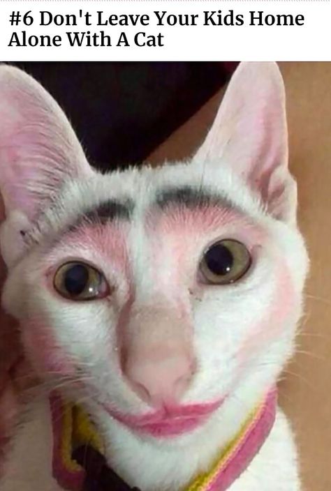 Makeup Quotes Funny, Family Funny, Funny Cats And Dogs, Memes Br, Cat Makeup, Training Your Puppy, Funny Cat Memes, Funny Cat Pictures, Humor Funny