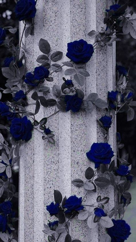 Dark Blue Roses, Fb Highlights, Romantic Goth Aesthetic, Wisteria Trees, Eevee Wallpaper, Dark Wallpapers Aesthetic, Black Roses Wallpaper, Dark Blue Aesthetic, Blue Roses Wallpaper