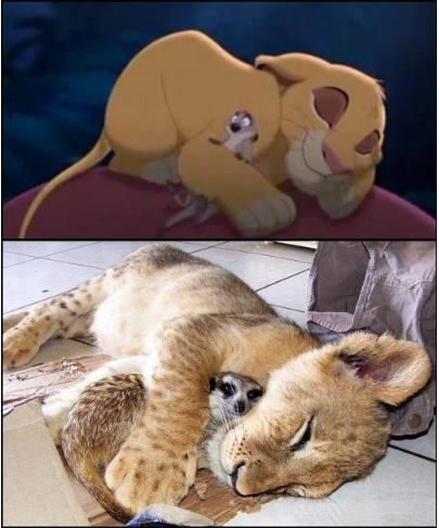 Wallpaper Disney, Disney Films, Cutest Animals, The Lion King, Animal Love, Love Animals, 귀여운 동물, Animal Memes, Animals Friends