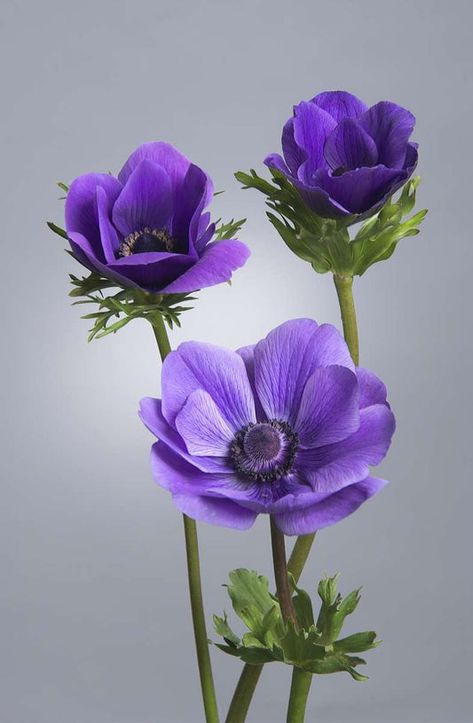 Anenome Flower, Purple Flower Pictures, Flower People, Ranunculus Flowers, Flower Art Drawing, Anemone Flower, Cut Flower Garden, Beautiful Flowers Wallpapers, Sanya