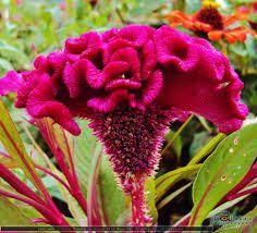 Cockscomb Flower. Burgundy Cockscom. Velvet Flower. Flowers And Names, Celosia Argentea, Celosia Flower, Common Garden Plants, Velvet Flower, Velvet Flowers, Annual Flowers, Attract Butterflies, Ornamental Plants