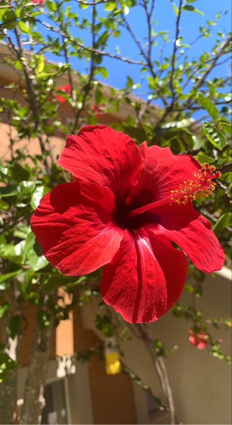 Propagate Hibiscus, Flowers Garden Ideas, Gardening Inspiration, Garden Oasis, Flowers Design, Hibiscus Flower, Flowers Garden, Colorful Garden, Hibiscus Flowers