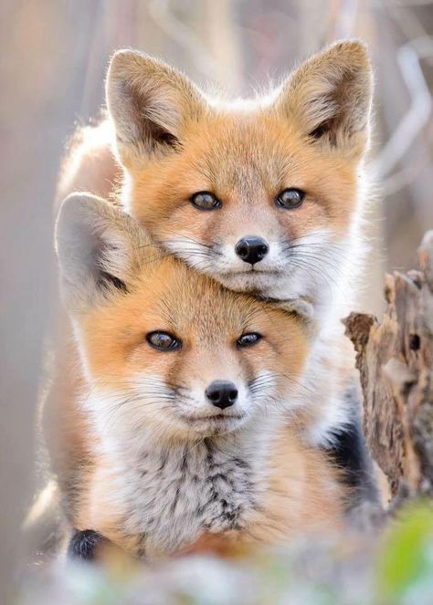 These two Red Foxes look like twins!! Baby Foxes, Fuchs Baby, Regnul Animal, Fox Pictures, 강아지 그림, Animal Photos, Cute Fox, Cute Animal Pictures, Cute Creatures