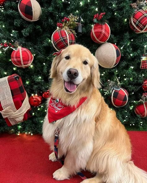 Preppy Dog Pfp, Christmas Golden Retriever, Christmas Pets, Preppy Dog, Cutest Babies, Golden Retriever Christmas, Life Vibes, Golden Christmas, Preppy Christmas