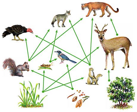 Food Webs The energy and nutrient connections in nature are more accurately shown by a food web than by a food chain. A  food web  is a diagram that shows the feeding relationships between...  An example of a food web Food Chain Worksheet, Food Web Worksheet, System Thinking, Trophic Level, Food Webs, Energy Forms, Forest Ecosystem, Relationship Images, Systems Thinking