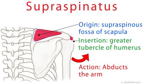 Supraspinatus anatomy: origin, insertion action on http://ehealthstar.com/anatomy/supraspinatus-muscle Supraspinatus Muscle, Muscular System Anatomy, Remedial Massage, Yoga Anatomy, Workout Routine For Men, Muscular System, Muscle Anatomy, Fitness Plan, Human Anatomy And Physiology