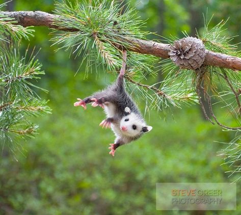 Adult opossums do not hang from trees by their tails, as sometimes depicted, although babies may hang briefly while climbing. ~ Possum Possee Baby Opossum, Baby Possum, Awesome Possum, Woodland Creatures, Cute Creatures, Sweet Animals, Animal Planet, Animal Photo, Shiba Inu