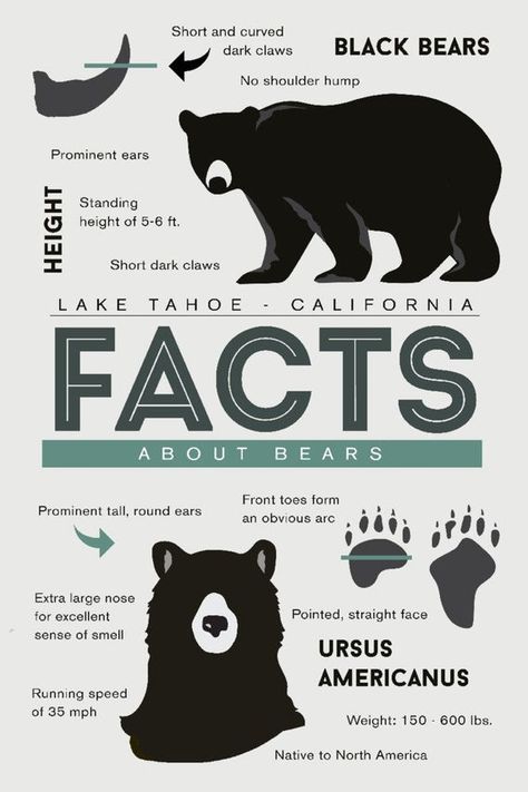 Facts About Bears, Black Bears Art, Bear Wall Art, Black Bears, Mammoth Lakes, Free Canvas, Art Print Display, Stock Art, Lake George