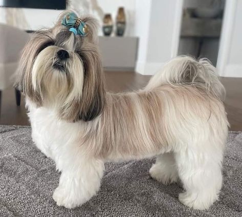 Shitzu Maltese Haircuts, Shih Tzu Grooming Styles Female, Shi Zhu Haircut, Lhasa Apso Haircut Styles, Shitzu Puppies Wallpaper, Shitzu Puppies Haircuts, Short Shitzu Haircut, Shitzu Haircut, Lhasa Apso Grooming