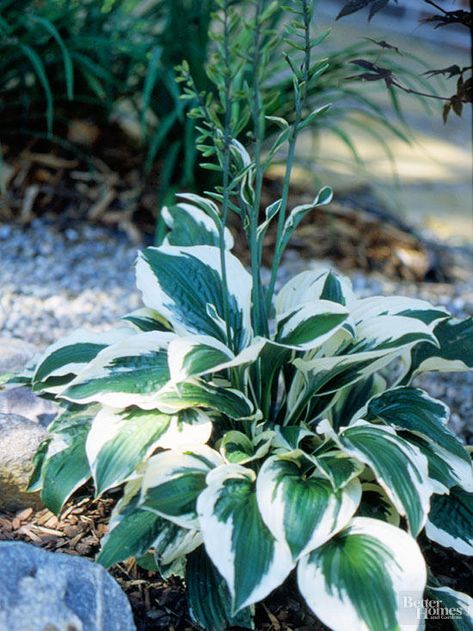 'Patriot' hosta has become a garden favorite because of its crisp, clean variegation. The broad white edges around the dark green leaves practically glow in the shade. Awarded Hosta of the Year in 1997 by the American Hosta Growers Association, 'Patriot' is an exceptional selection that's beautiful and performs very well in the landscape. Size: 12 inches tall, 30 inches wide Zones: 3-9 Slug Resistant: No ... Hosta Patriot, Hosta Plantaginea, Hosta Care, Variegated Hosta, Hosta Varieties, Shade Garden Plants, Light Purple Flowers, Hosta Gardens, Hosta Plants