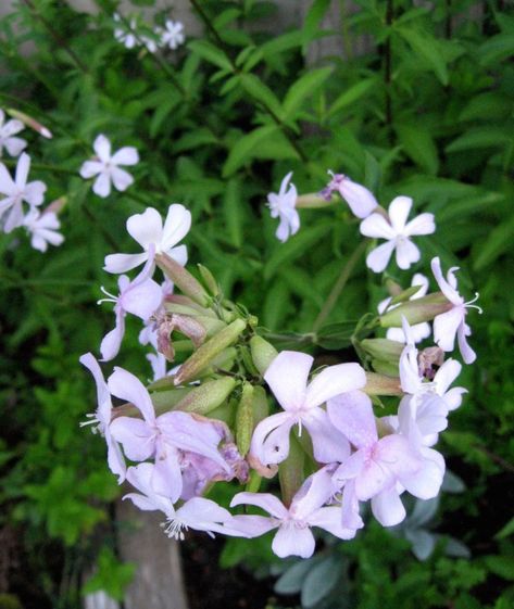 Natural Soapwort Shampoo and Body Wash Fruit Trees In Containers, Diy Body Wash, Homemade Body Wash, Foaming Body Wash, Shampoo Recipe, Growing Fruit Trees, Plant Study, Natural Body Wash, Wild Edibles