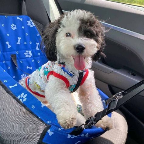 Yorkiepoo Full Grown, Yorkie Poo Puppies, Poodle Mix Breeds, Off White Coat, Black Puppy, Paw Cleaner, Yorkie Poo, Muddy Paws, Colors And Patterns