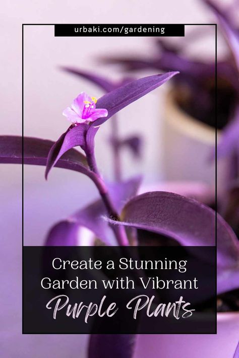 In the realm of gardening, colors play a crucial role in creating a visually stunning landscape. If you're seeking to add an element of intrigue and enchantment to your garden, consider incorporating beautiful purple-leaf plants. With their captivating foliage and rich hues, these plants can transform your outdoor space into a mesmerizing haven. In this article, we will explore a variety of stunning purple-leaf plant options that will elevate the aesthetics of your garden and leave you in awe... Purple Garden Ideas, Purple Foliage Plants, Purple Leaf Plants, Purple Indoor Plants Houseplant, Purple Monochromatic, Purple Tropical Plants, Purple Inch Plant, Purple Leaved Plants, Purple Passion Plant