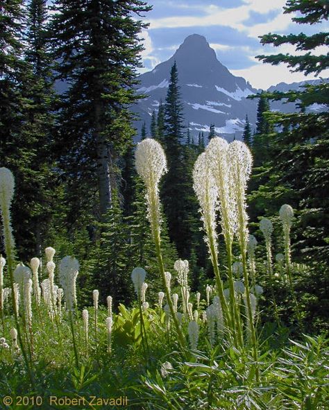 Beargrass, Glacier National Park Bear Grass Tattoo, Beargrass Tattoo, Beargrass Flower, Grass Tattoo, Woodland Meadow, Calendar Images, Mt Rainier National Park, Big Sky Montana, Glacier Park