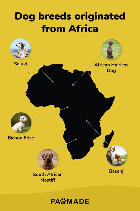 From the loyal Saluki 👑 to the energetic Basenji,⚡️ African dog breeds are as diverse and beautiful as the continent they come from! 🐶 African Dog, South African Mastiff, Hairless Dog, Ancient Animals, The Loyal, Bichon Frise, Dog Breeds, Dogs, Animals