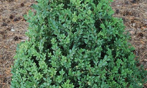 Green Mountain Boxwood | Knowledgebase | Johnson's Nursery Green Mountain Boxwood, Boxwood Landscaping, Boxwood Plant, Boxwood Hedge, Patio Inspiration, Sandy Soil, Green Mountain, Water Flowers, Companion Planting