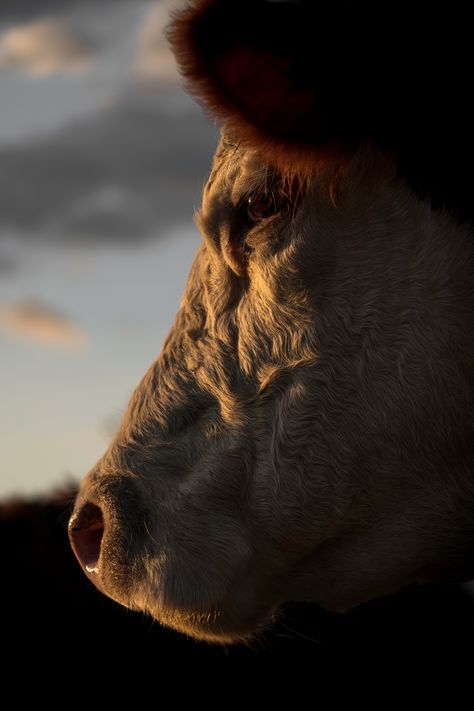 #Hereford #cow #print taken on a Waikato farm in #NewZealand #etsy #walldecor #wallart #cattle Cattle Ranch Aesthetic, Branding Cattle, Cows Aesthetic, Wallpaper Farm, Cattle Photography, Texas Illustration, Beef Cows, Farm Wallpaper, Old John Deere Tractors