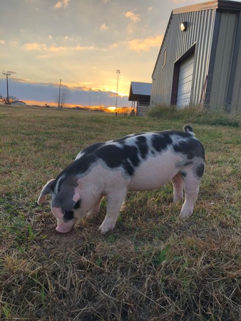 Pigs On A Farm, Pet Pig Aesthetic, Gloucester Old Spot Pigs, Pigs Aesthetics, Showing Pigs 4-h, Show Pig Aesthetic, Show Pig Barn, Livestock Aesthetic, Showing Pigs