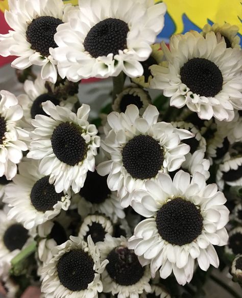 Ying Yang Poms Ying Yang Flower, Fall Market, Crystals Wedding, Halloween Photo, Work Anniversary, Florist Supplies, Halloween Photoshoot, Halloween Photos, Ying Yang