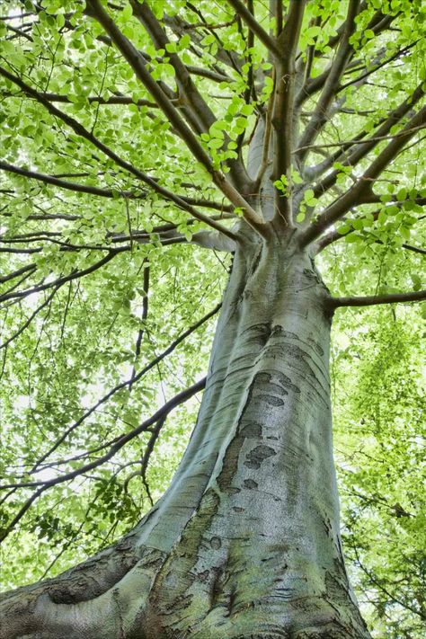 A beech tree in Italy Woodland Mural, Beech Trees, Garden Diary, Magical Tree, Tree Photo, Beech Tree, Island 2, Unique Trees, Tree Trunks